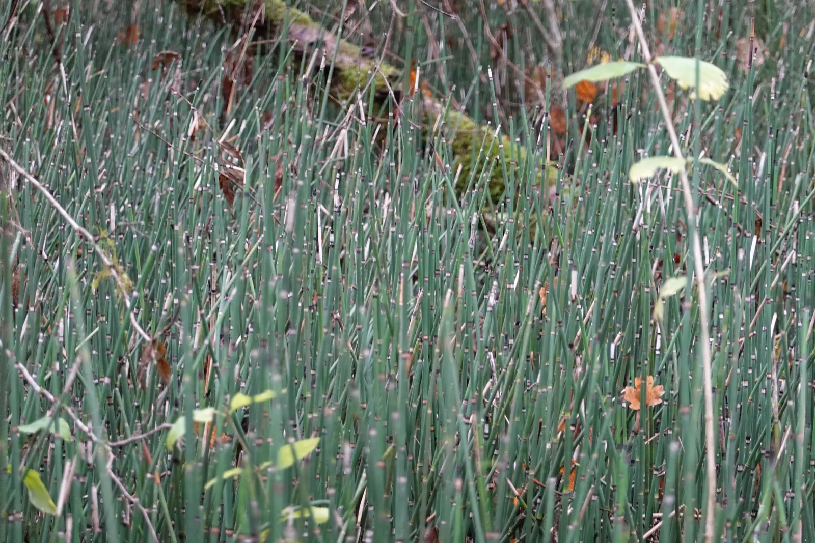 Horsetail (Equisetum Hyemale) — architectural element in their garden space; equisetum hyemale thrives in USDA hardiness zones 4 through 9, image 71