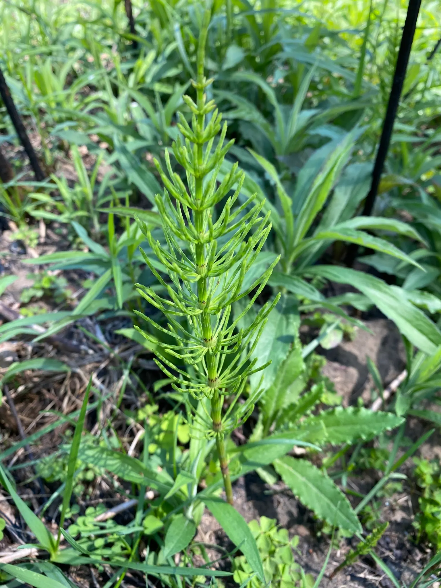Horsetail (Equisetum Hyemale) — Renowned for its hardiness and distinctive aesthetic