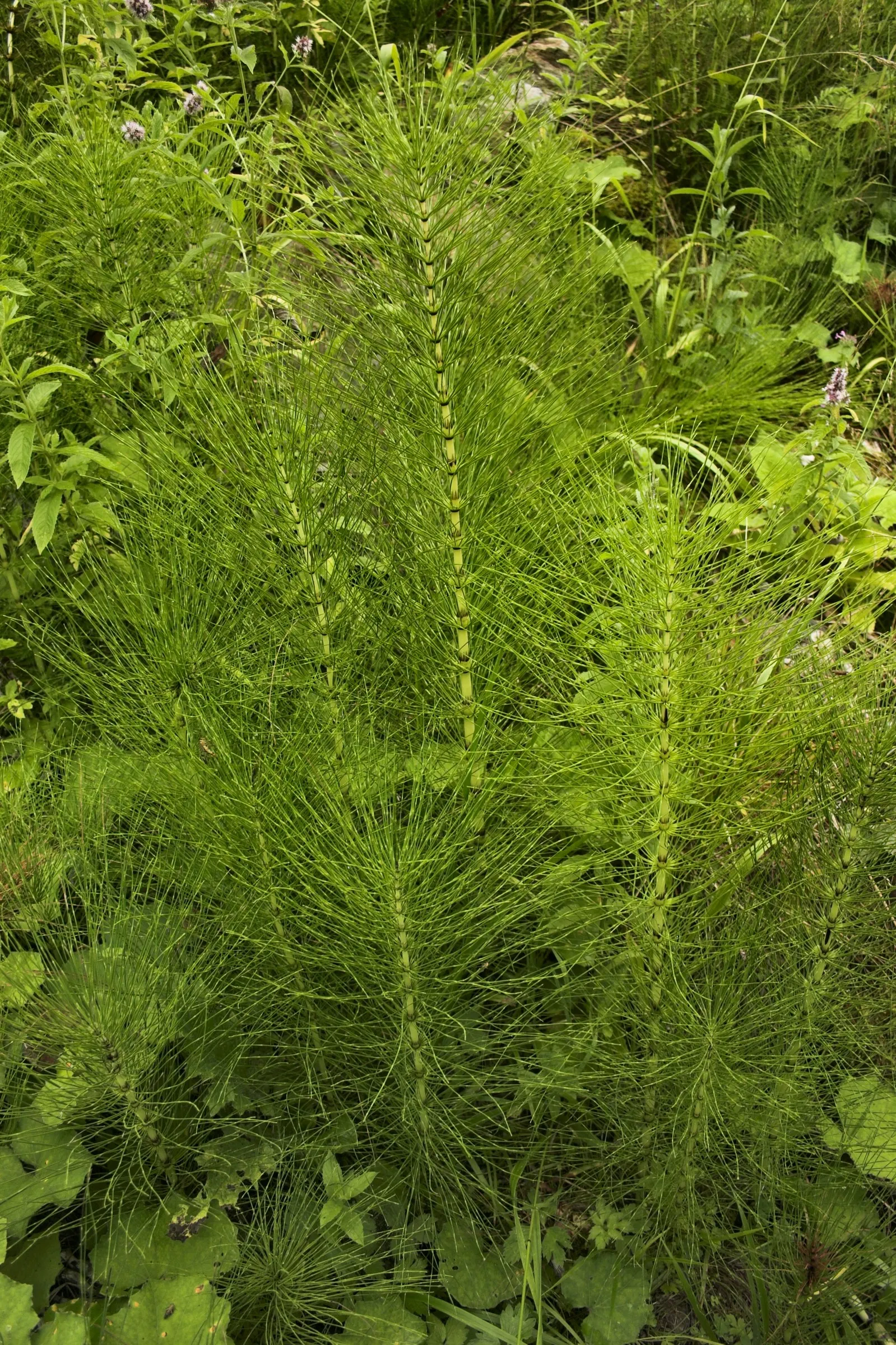 Horsetail (Equisetum Hyemale) — whorled leaves that fuse into black-banded