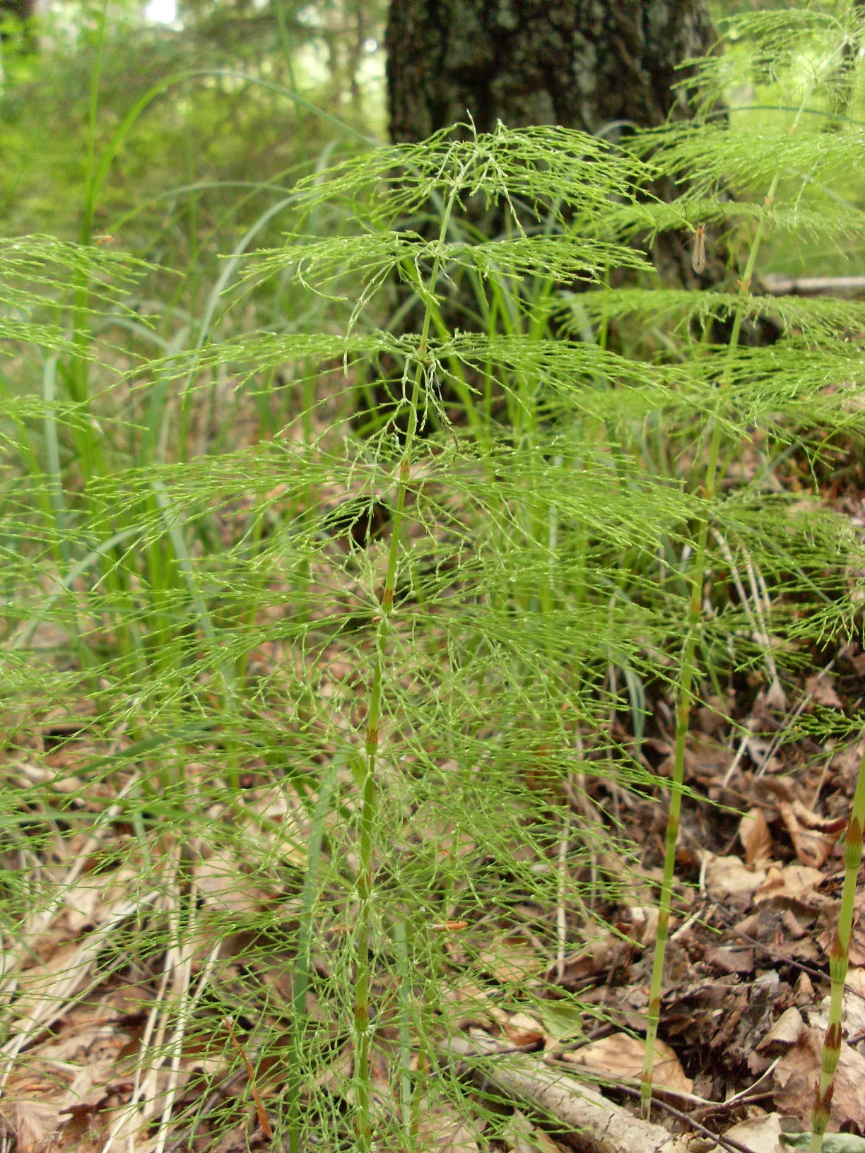Horsetail (Equisetum Hyemale) — which release spores - a unique trait not found in flowering plants.<br><br>Ideal for soggy