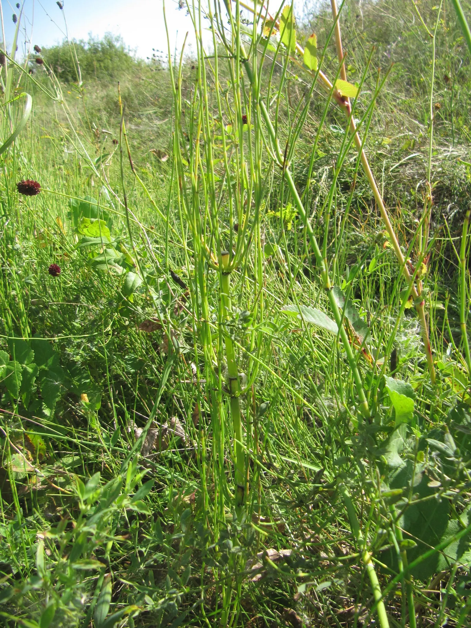 Horsetail (Equisetum Hyemale) — architectural element in their garden space