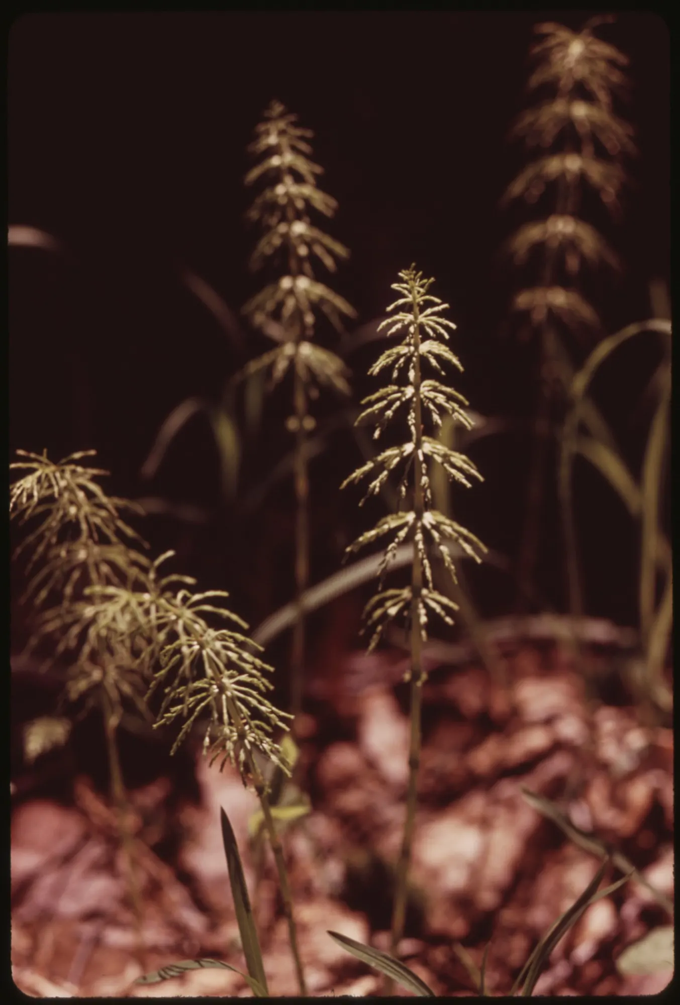 Horsetail (Equisetum Hyemale) — Horsetail produces cone-like structures (strobili) at the stem tips