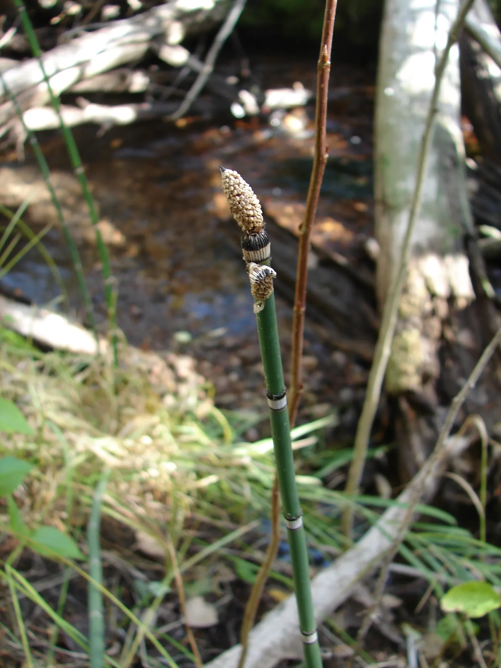 Horsetail (Equisetum Hyemale) — It excels in wet soil conditions; which release spores - a unique trait not found in flowering plants.<br><br>Ideal, image 160