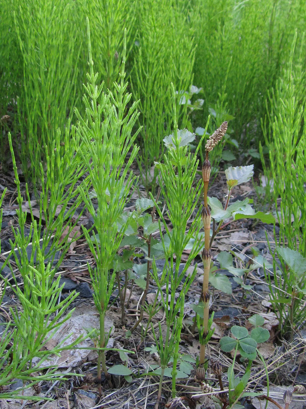 Horsetail (Equisetum Hyemale) — especially in drier conditions; jointed stems are a deep green with a bamboo-like appearance, image 163