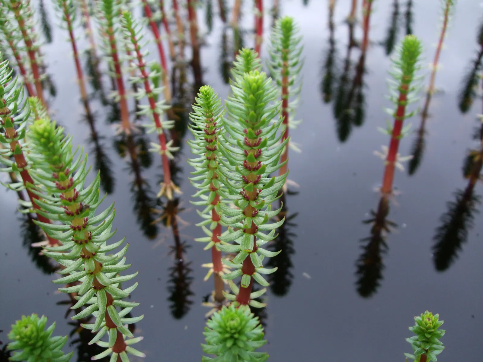 Horsetail (Equisetum Hyemale) — preferring partial to full sun exposure