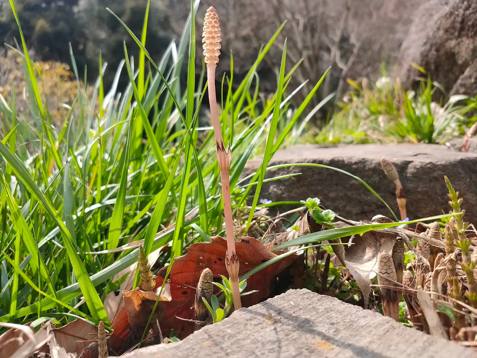 Horsetail (Equisetum Hyemale) — is a perennial fern ally characterized by its striking; whorled leaves that fuse into black-banded