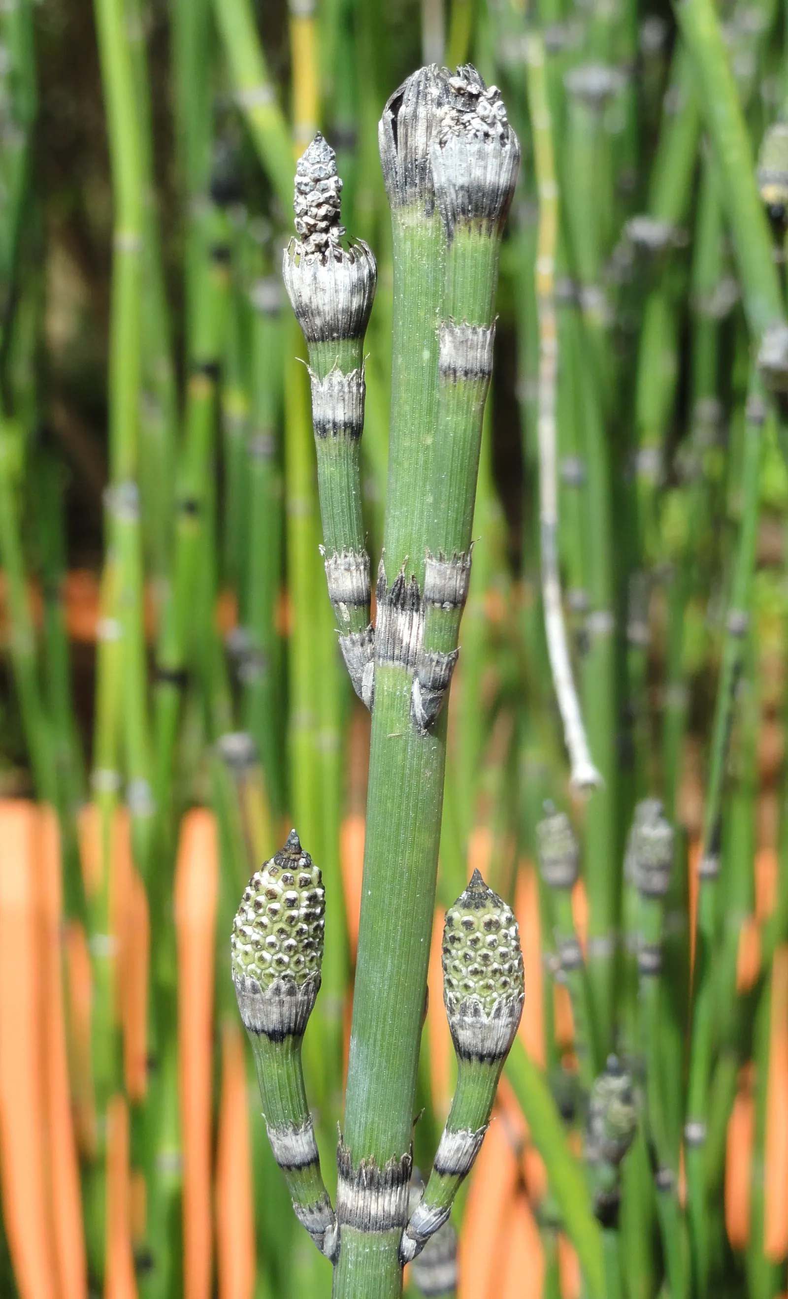 Horsetail (Equisetum Hyemale) — which release spores - a unique trait not found in flowering plants.<br><br>Ideal for soggy; it excels in wet soil, image 85