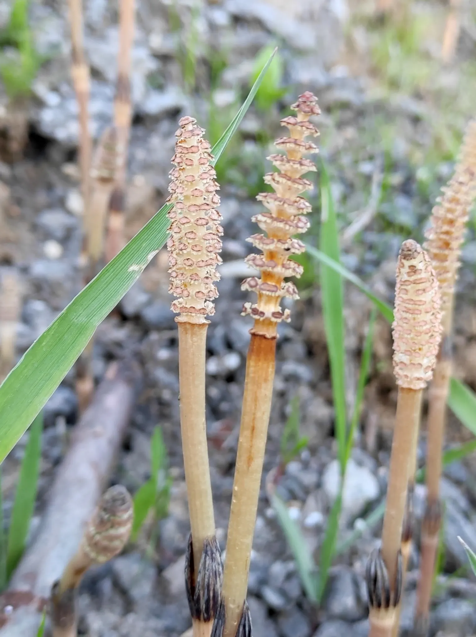 Horsetail (Equisetum Hyemale) — The plant thrives in moist; is a perennial fern ally that can inject structural elegance into any landscape design