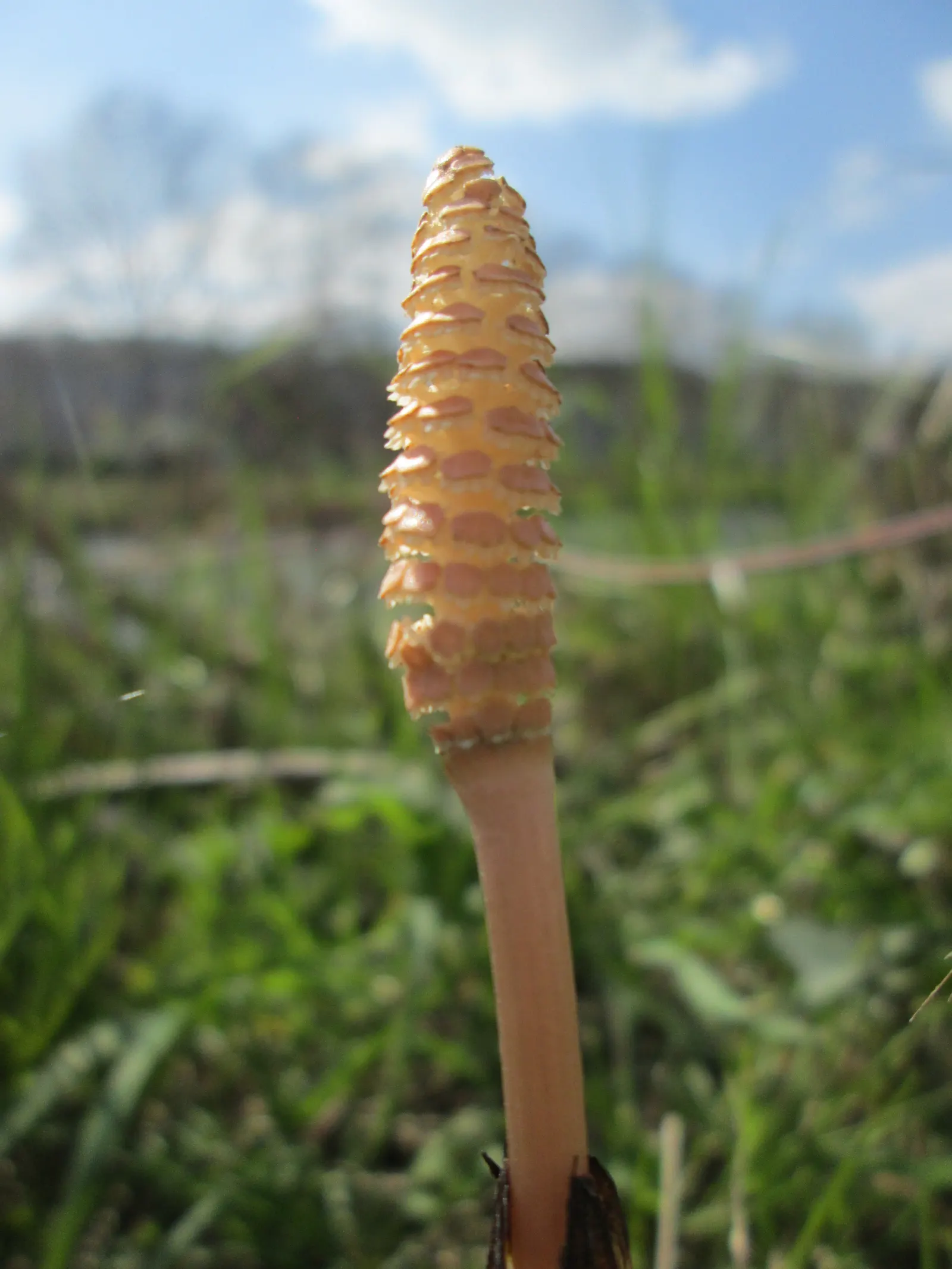 Horsetail (Equisetum Hyemale) — preferring partial to full sun exposure; low-maintenance option for adding structure to water garden designs, image 159