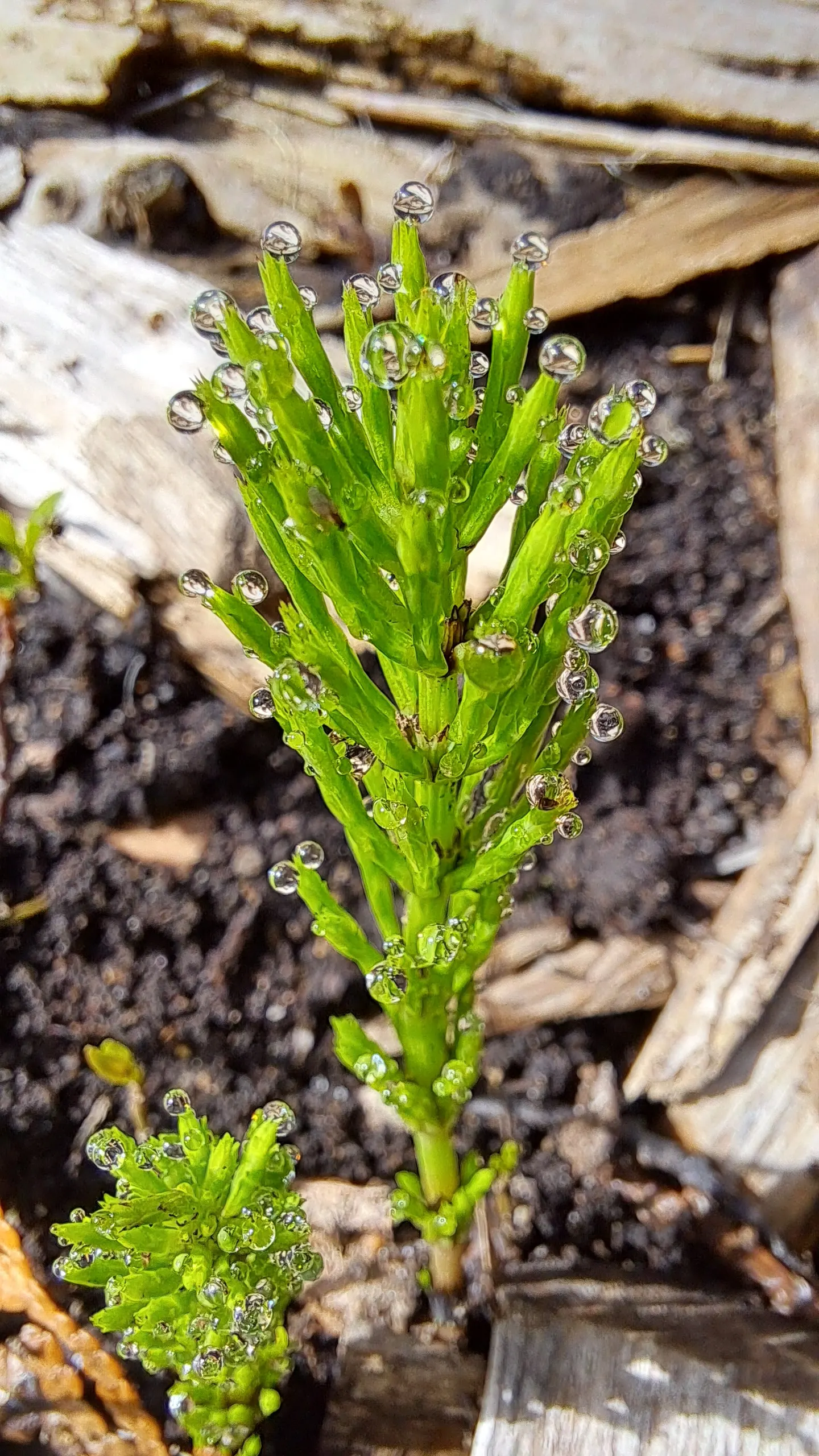 Horsetail (Equisetum Hyemale) — making it a perfect choice for water gardens; as a non-flowering plant, it provides year-round visual interest with, image 161