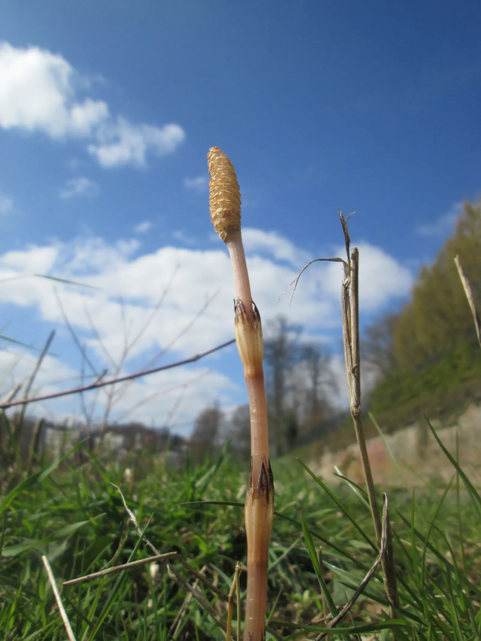 Horsetail (Equisetum Hyemale) — or even rain gardens where other plants may struggle; it stands about 2 to 4 feet tall (24-48 inches) with a 1/2, image 162
