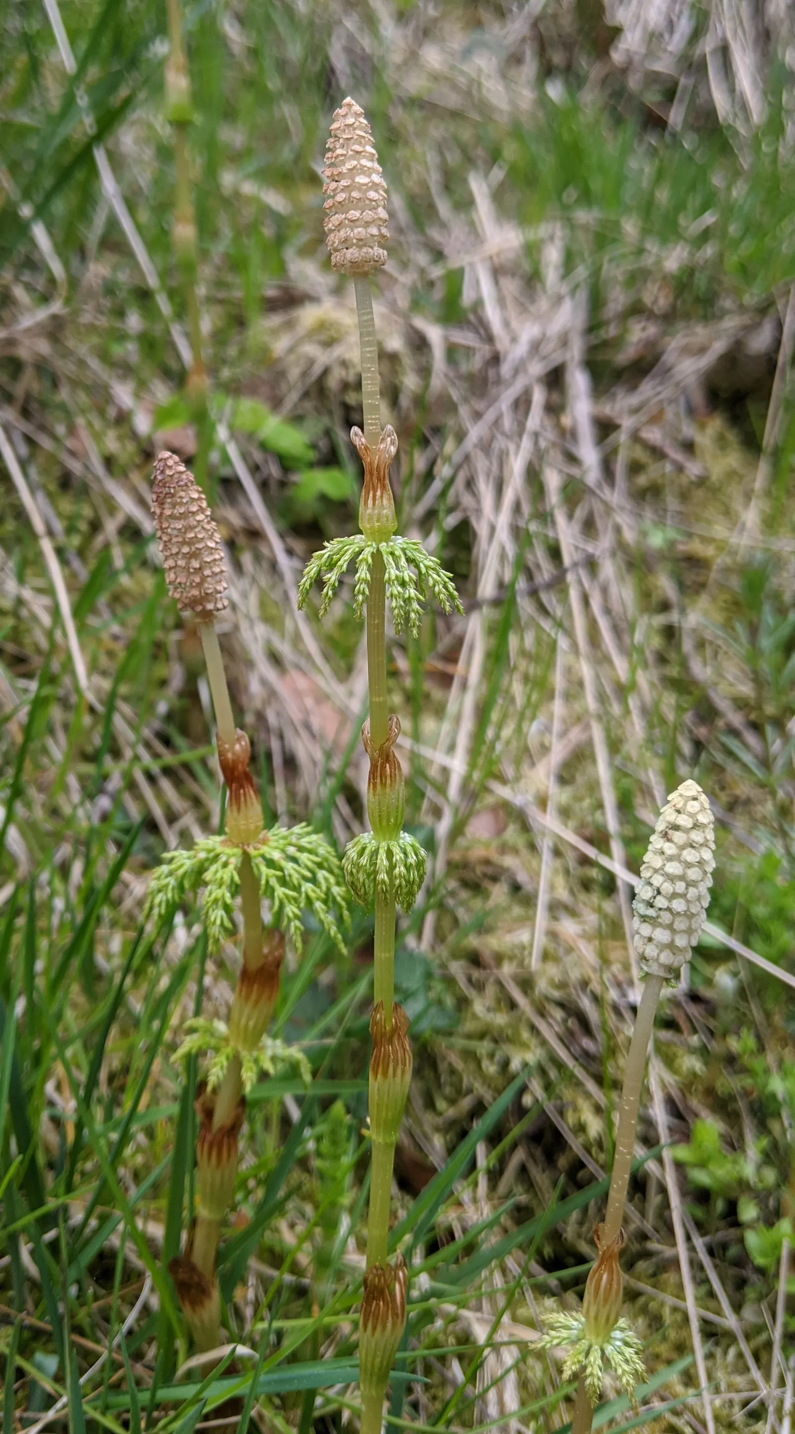 Horsetail (Equisetum Hyemale) — Equisetum hyemale thrives in USDA hardiness zones 4 through 9; architectural element in their garden space, image 158