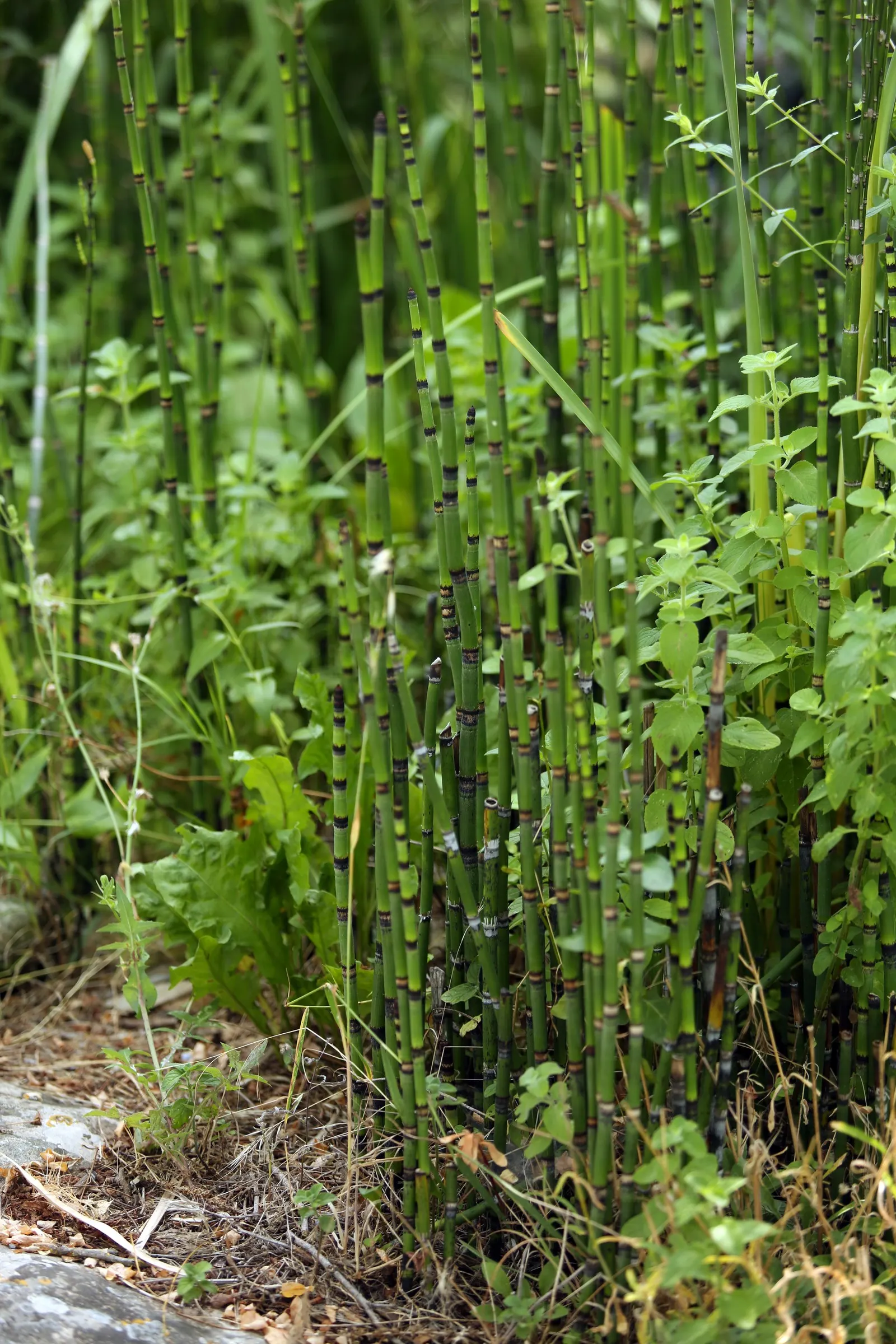 Horsetail (Equisetum Hyemale) — commonly known as Horsetail or Scouring Rush; horsetail is a compelling choice for clients desiring a modern, image 79