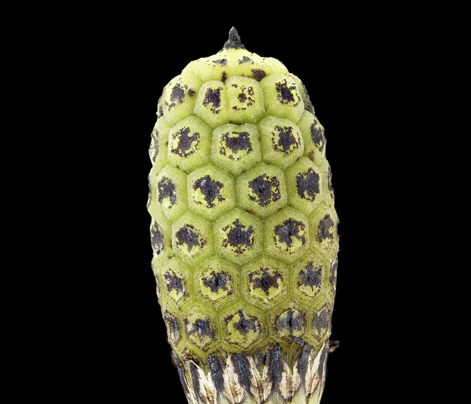Horsetail (Equisetum Hyemale) — whorled leaves that fuse into black-banded; is a perennial fern ally characterized by its striking, image 83
