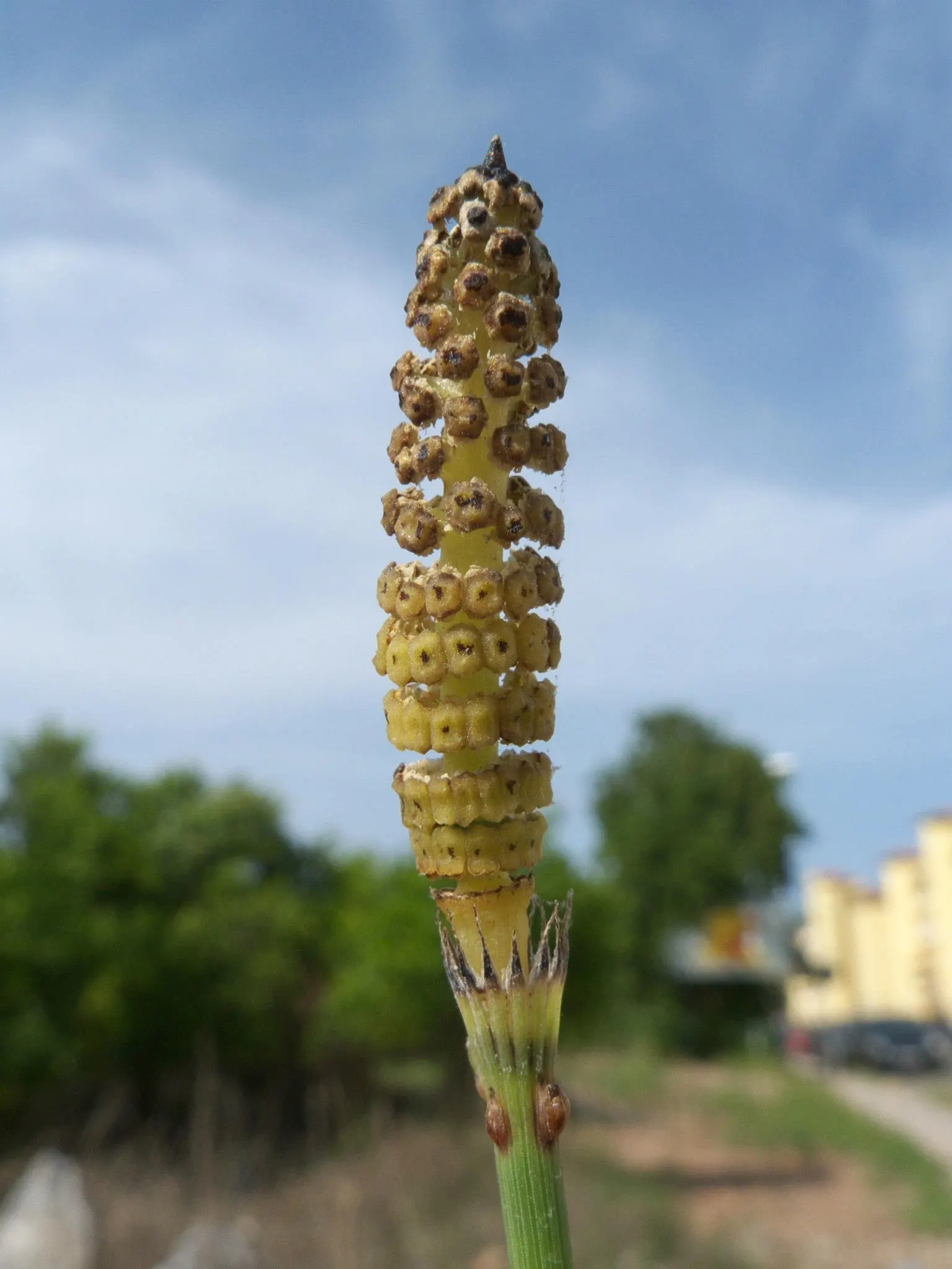 Horsetail (Equisetum Hyemale) — making it a perfect choice for water gardens
