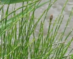 Horsetail (Equisetum Hyemale) — or even rain gardens where other plants may struggle