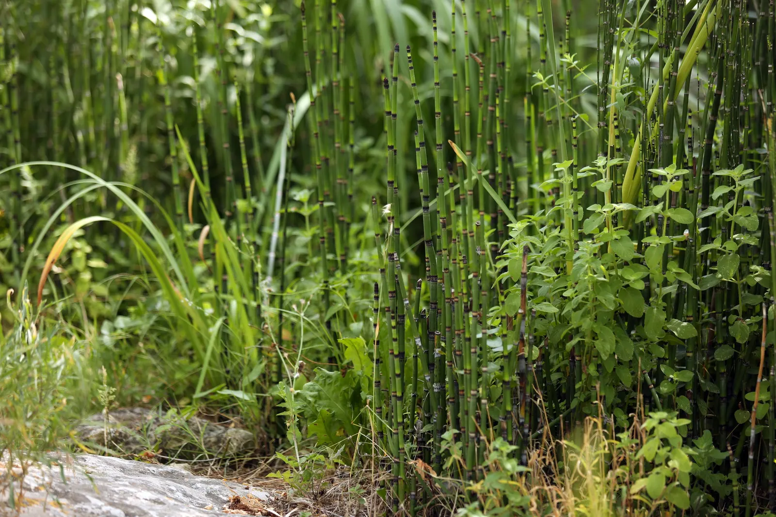 Horsetail (Equisetum Hyemale) — The plant thrives in moist; is a perennial fern ally that can inject structural elegance into any landscape design, image 77