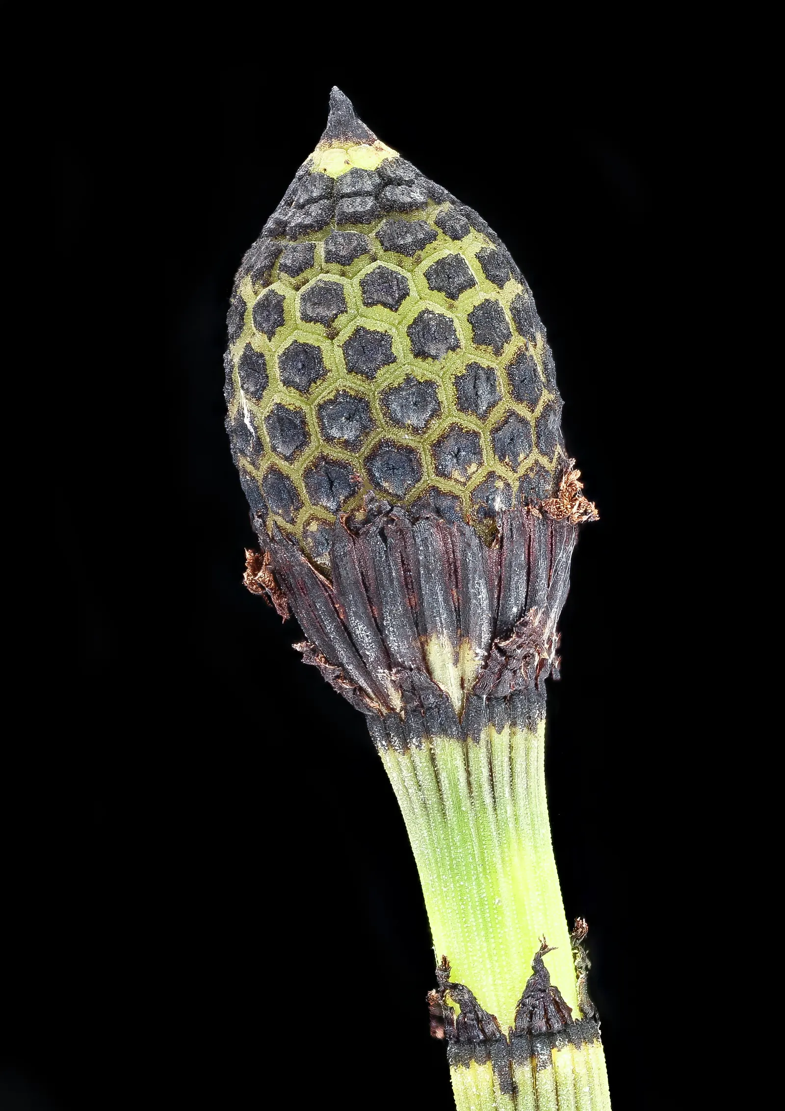Horsetail (Equisetum Hyemale) — is a perennial fern ally that can inject structural elegance into any landscape design; the plant thrives in moist, image 80