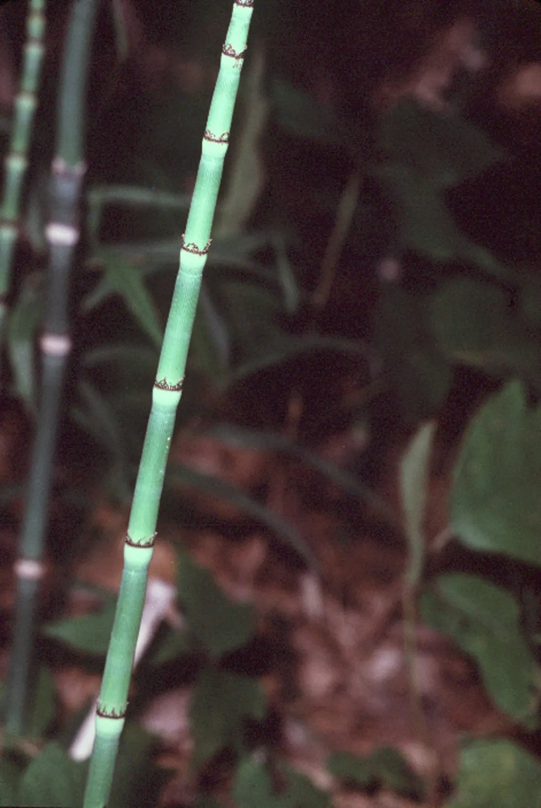 Horsetail (Equisetum Hyemale) — It excels in wet soil conditions