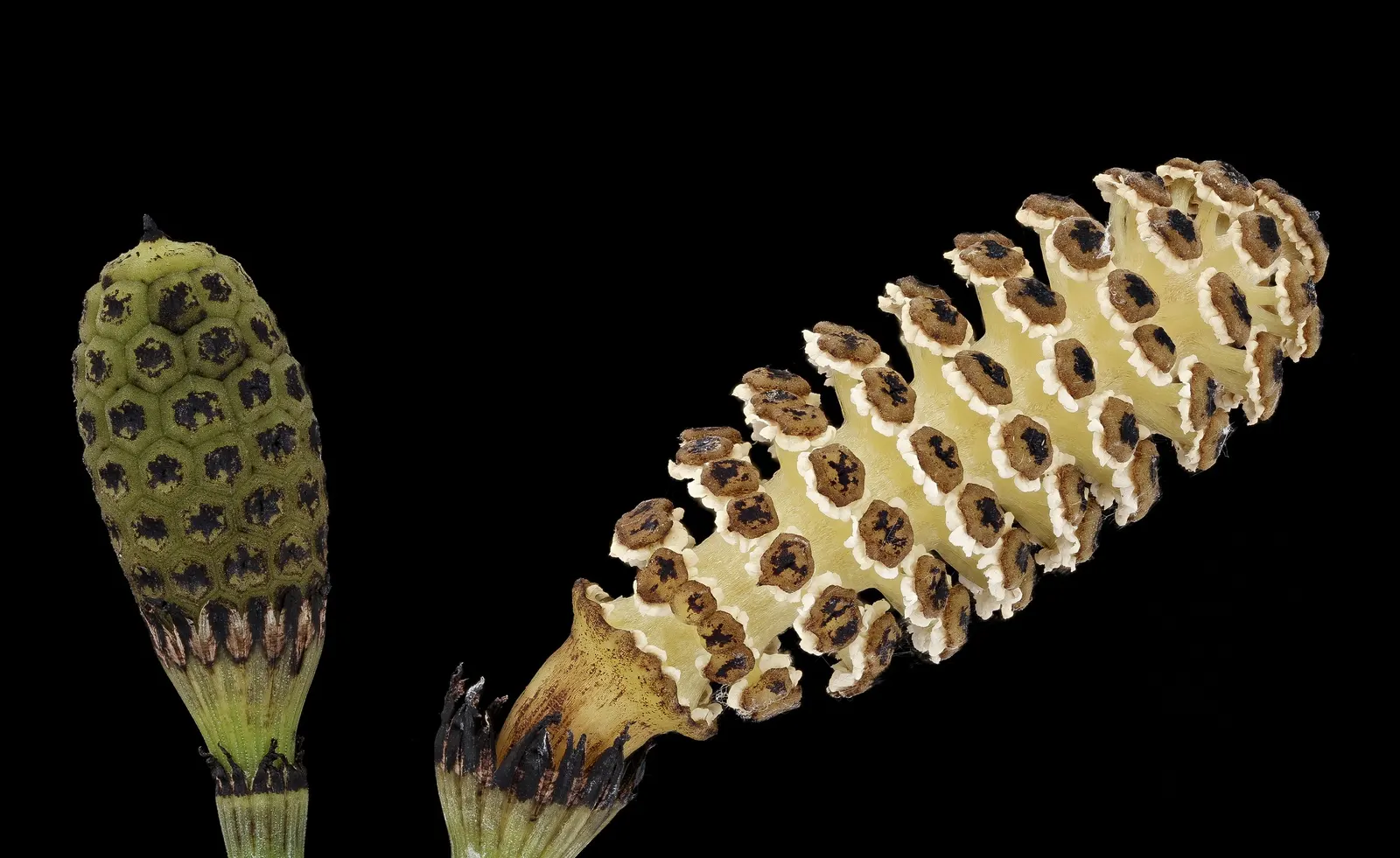 Horsetail (Equisetum Hyemale) — jointed stems are a deep green with a bamboo-like appearance; especially in drier conditions, image 82