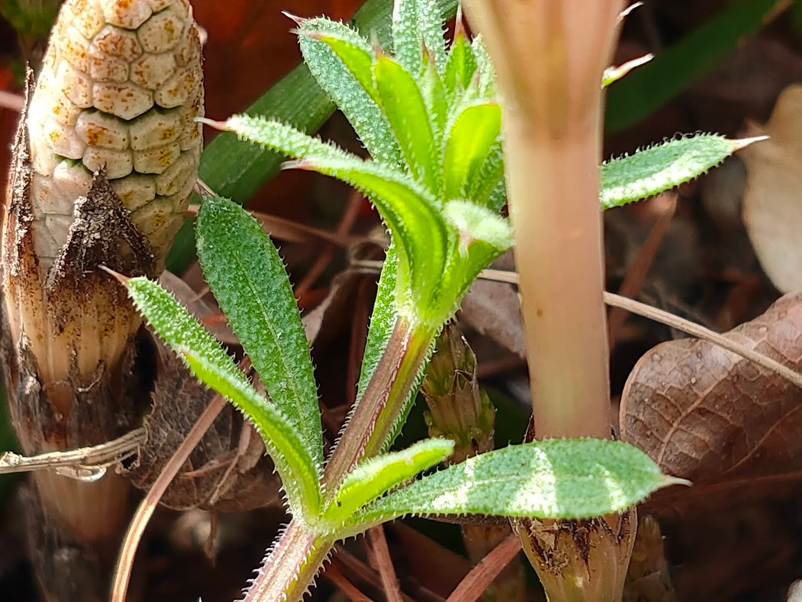 Horsetail (Equisetum Hyemale) — grass / perennial for half