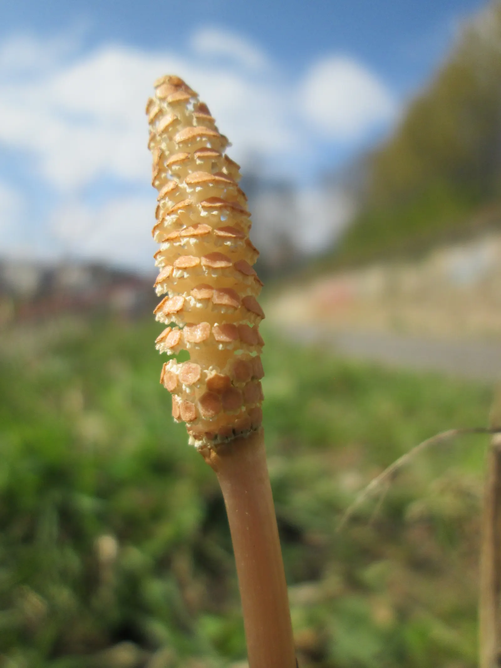 Horsetail (Equisetum Hyemale) — As a non-flowering plant, it provides year-round visual interest with very limited required intervention; making it, image 164