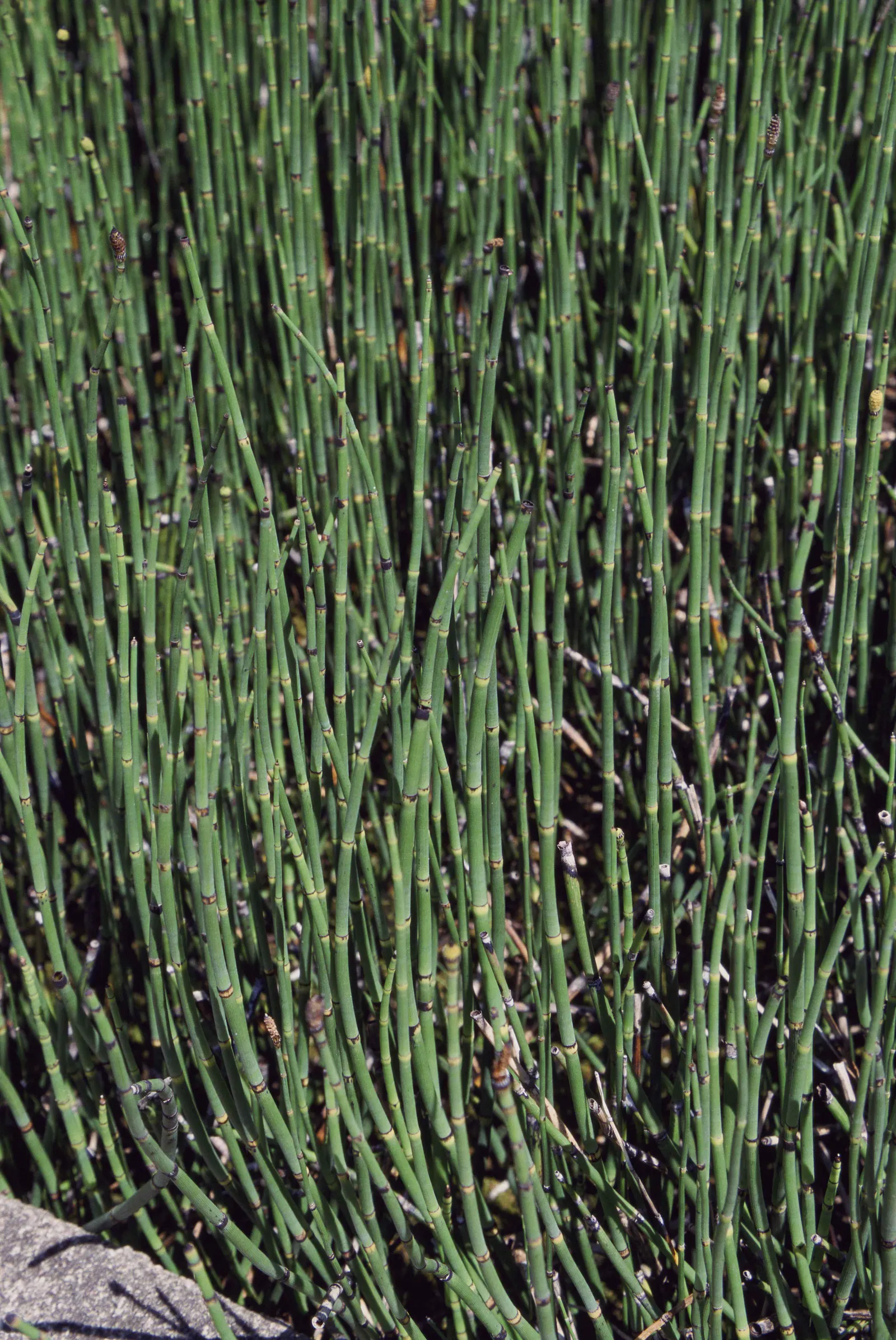 Horsetail (Equisetum Hyemale) — low-maintenance option for adding structure to water garden designs; preferring partial to full sun exposure, image 78