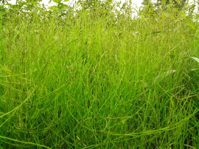 Horsetail (Equisetum Hyemale) — As a non-flowering plant, it provides year-round visual interest with very limited required intervention