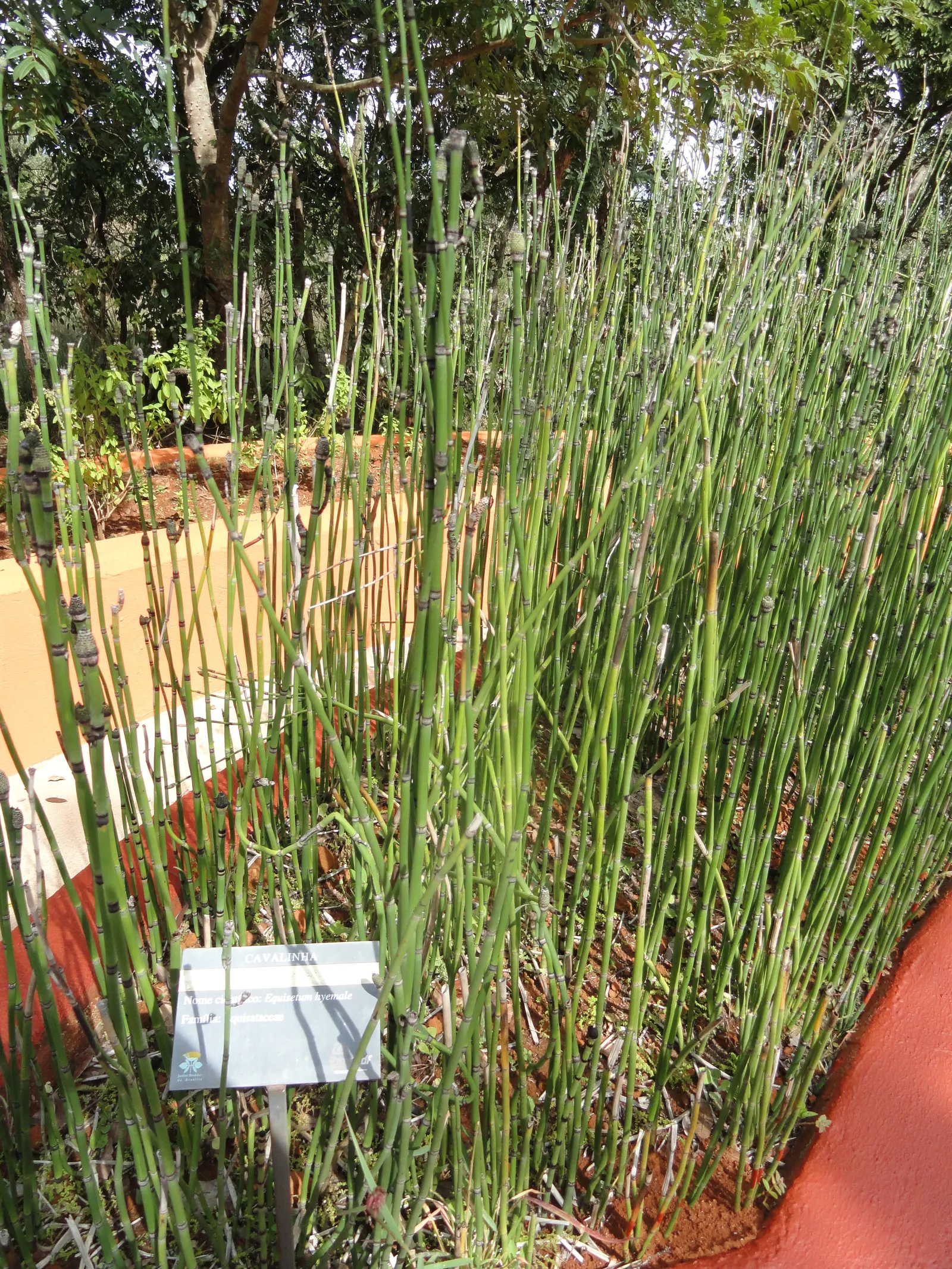Horsetail (Equisetum Hyemale) — Horsetail produces cone-like structures (strobili) at the stem tips; renowned for its hardiness and distinctive, image 84
