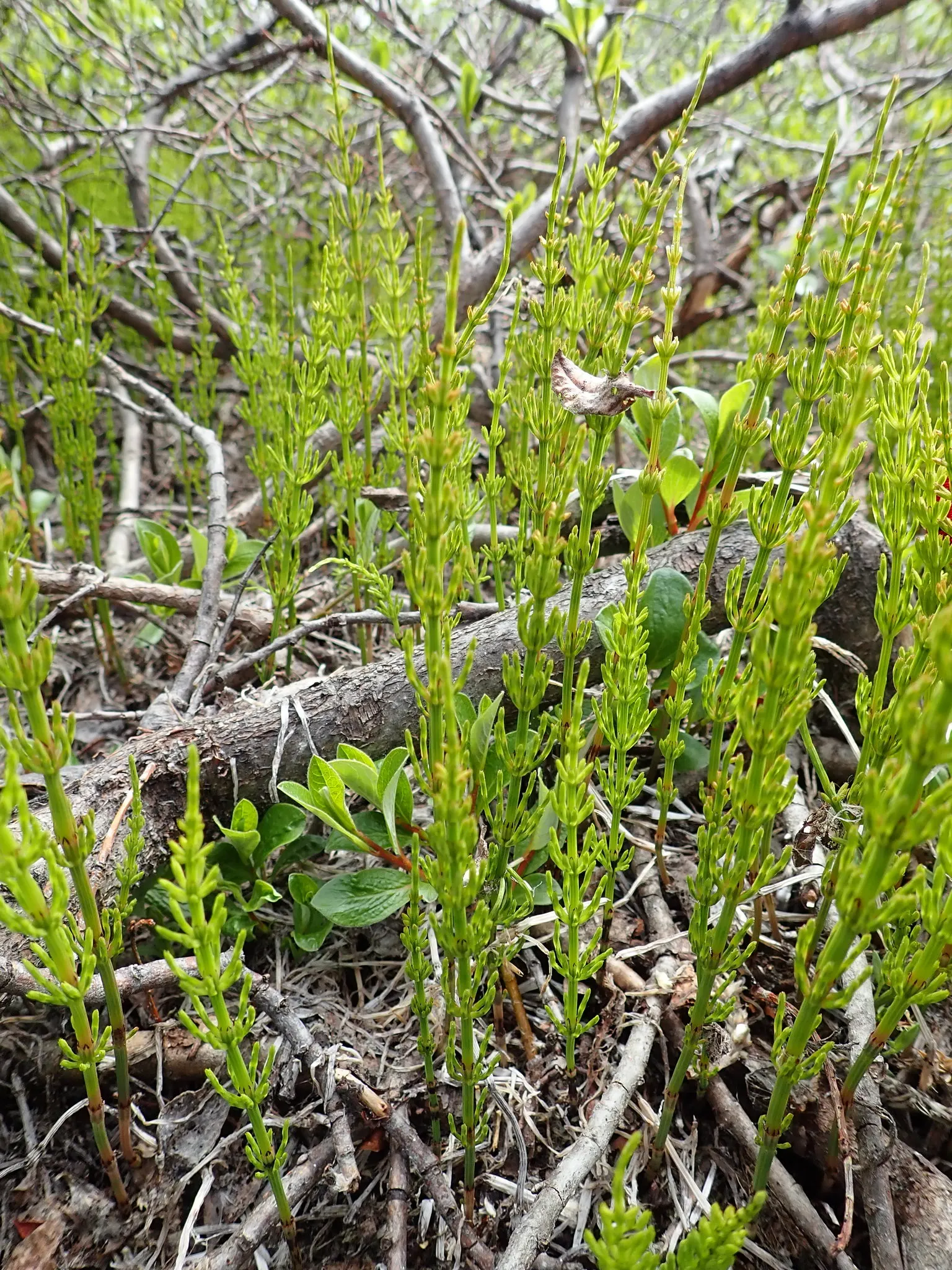 Horsetail (Equisetum Hyemale) — Horsetail is a compelling choice for clients desiring a modern