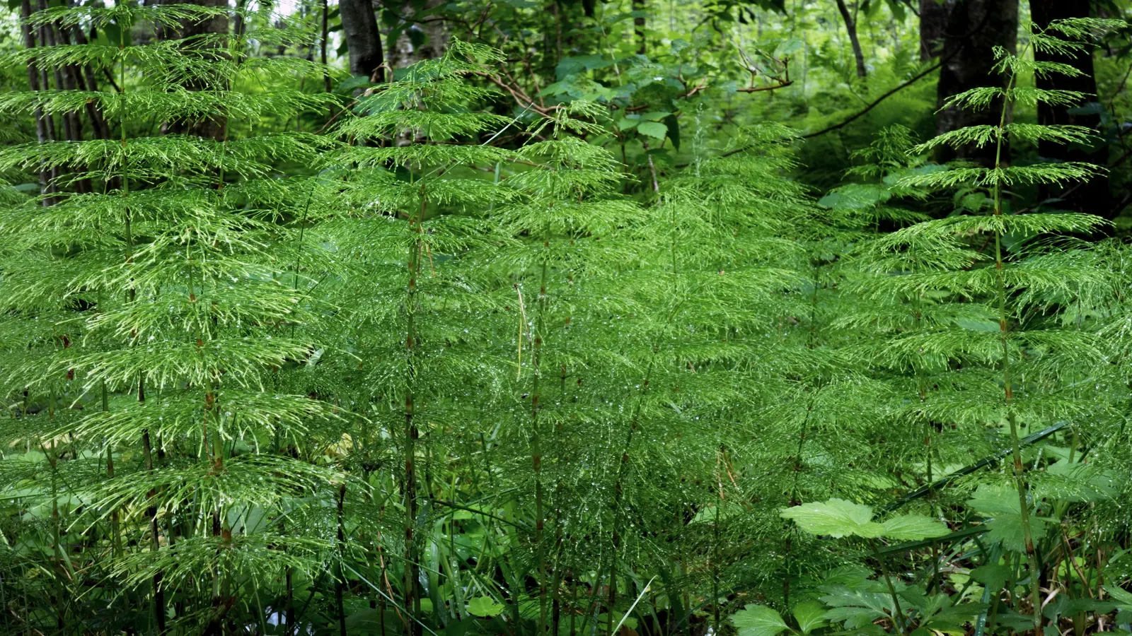 Horsetail (Equisetum Hyemale) — Equisetum hyemale thrives in USDA hardiness zones 4 through 9