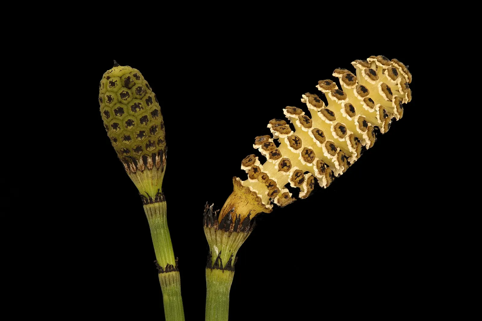 Horsetail (Equisetum Hyemale) — Renowned for its hardiness and distinctive aesthetic; horsetail produces cone-like structures (strobili) at the, image 81