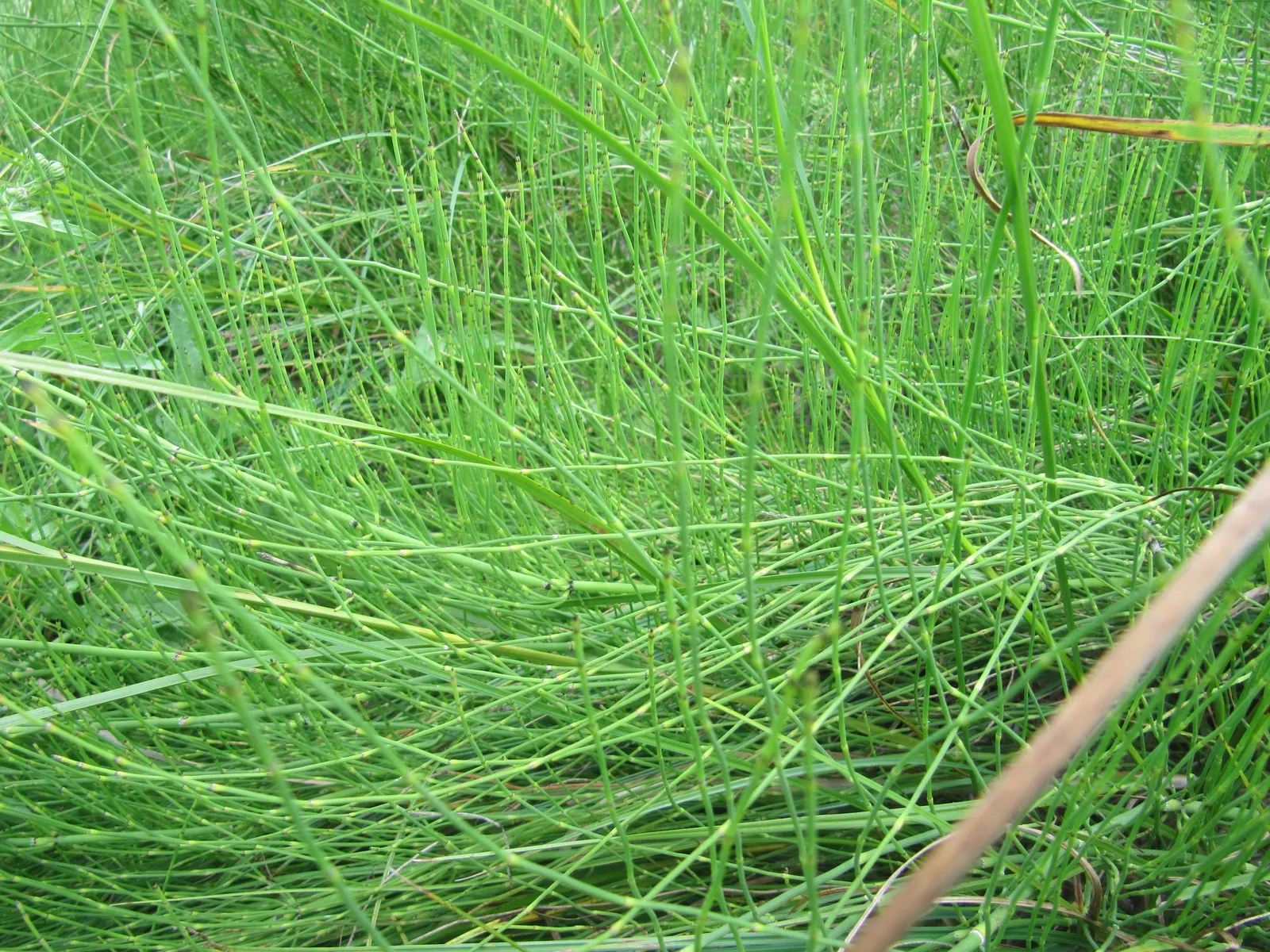 Horsetail (Equisetum Hyemale) — With its striking vertical lines and textural qualities