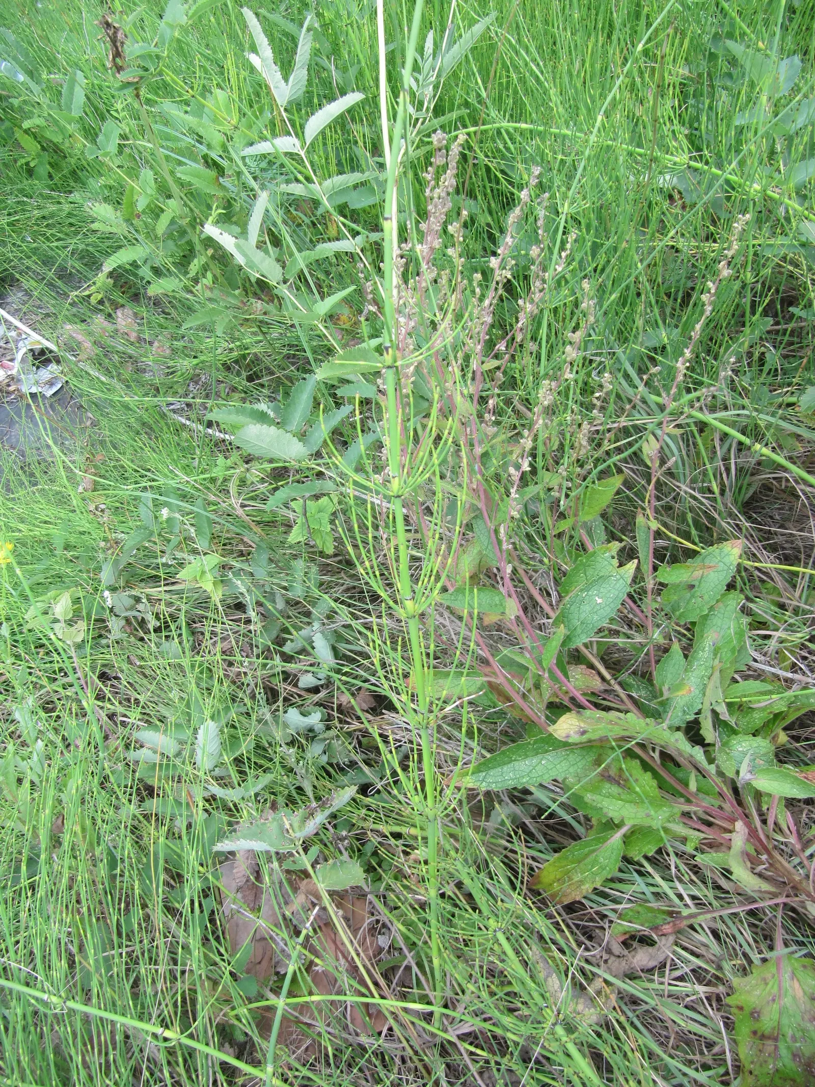 Horsetail (Equisetum Hyemale) — especially in drier conditions