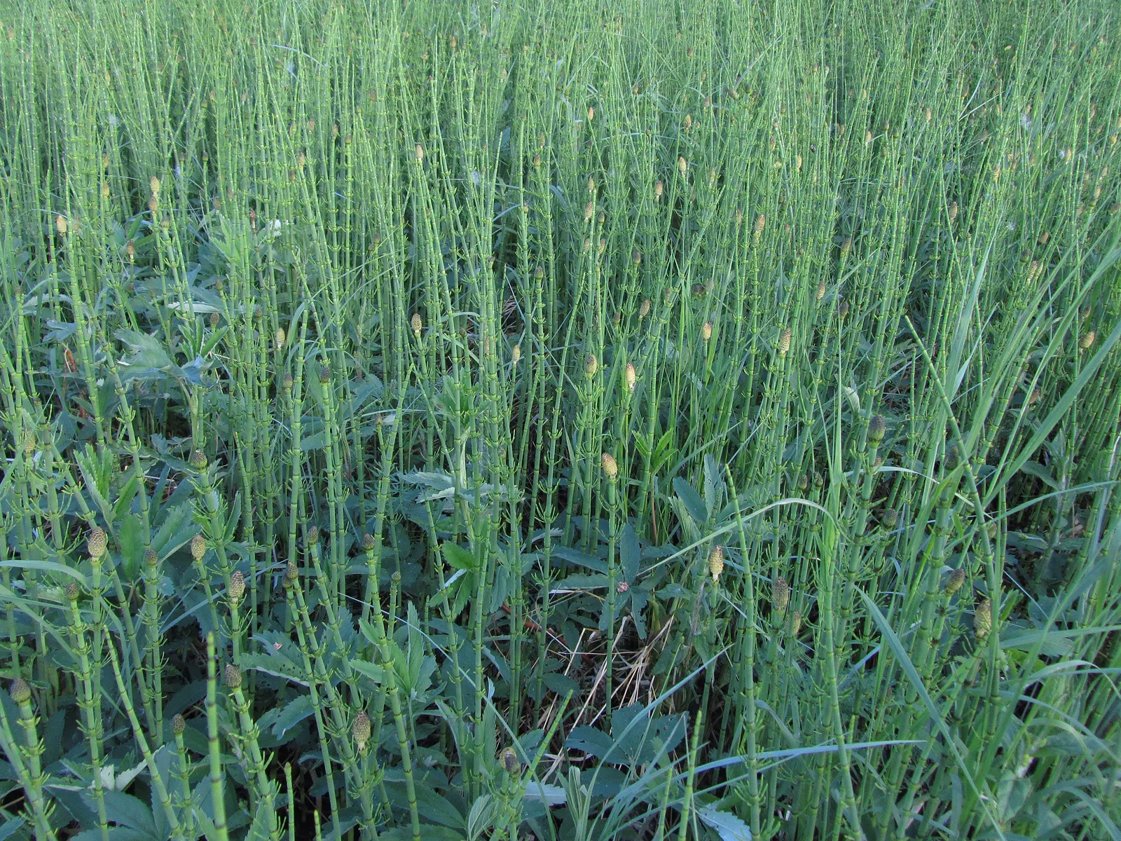 Horsetail (Equisetum Hyemale) — also known as Scouring Rush; noted for its verticality, this reed-like plant boasts dark green, bamboo-like segments and rough