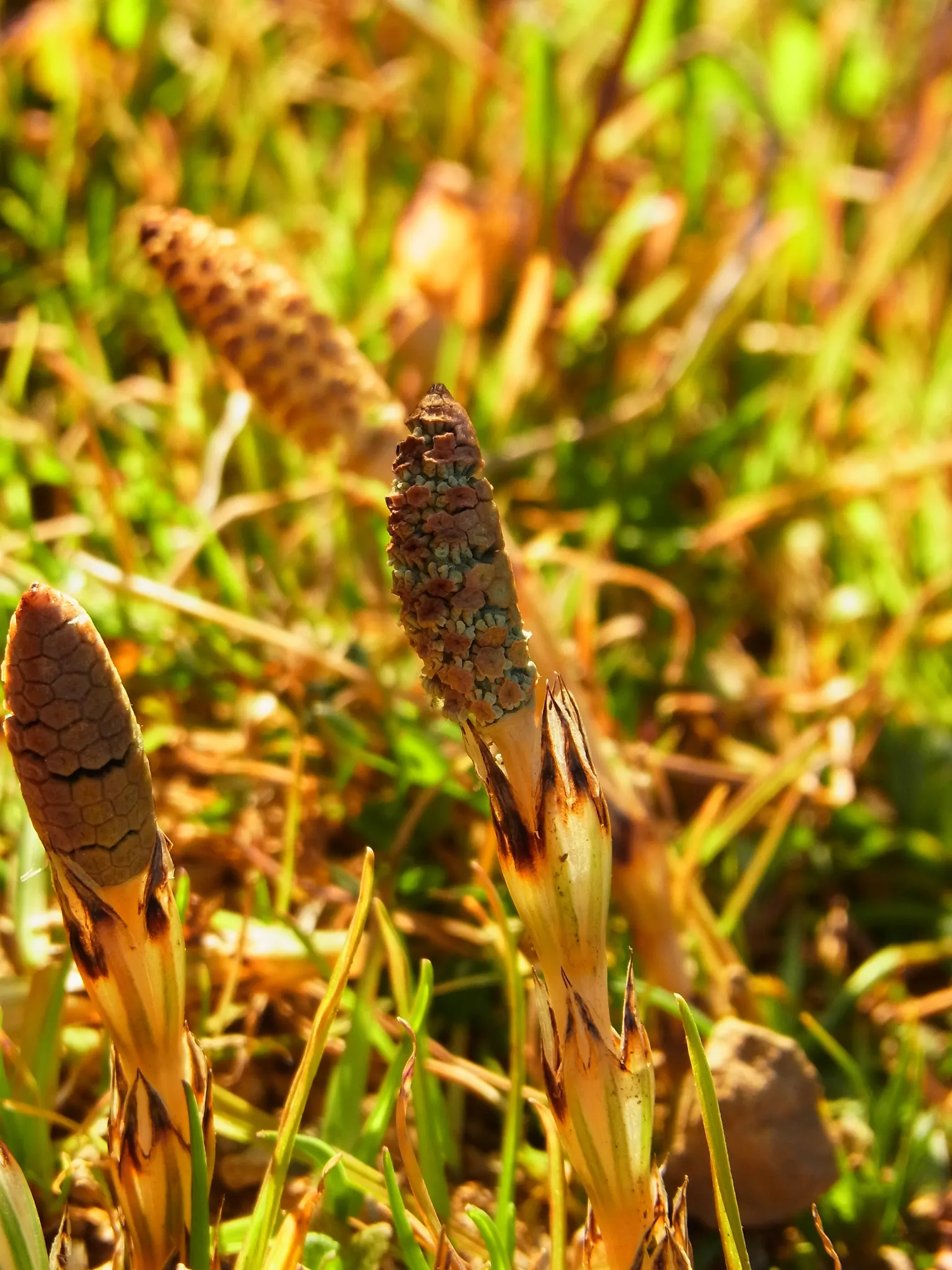Horsetail (Equisetum Hyemale) — It stands about 2 to 4 feet tall (24-48 inches) with a 1/2 inch diameter; or even rain gardens where other plants may struggle