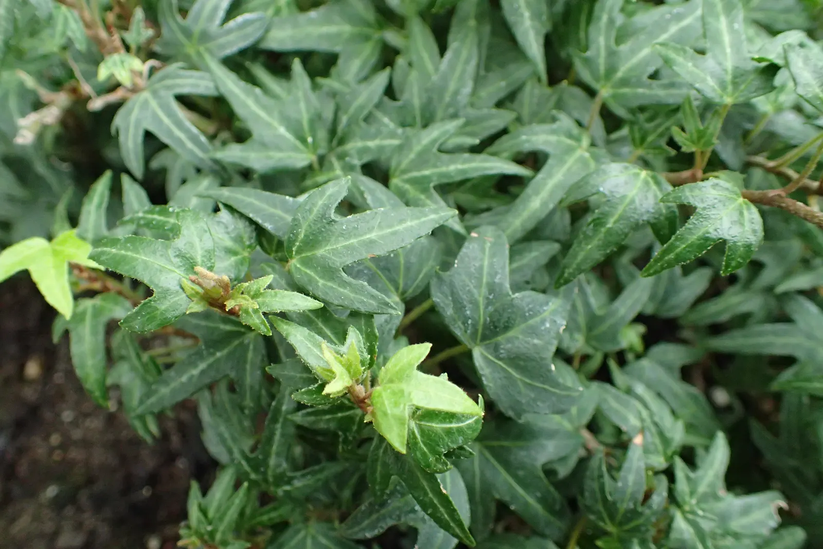 Needlepoint English Ivy (Hedera Helix 'Needlepoint') — The Hedera helix 'Needlepoint', or Needlepoint English Ivy, is a delicate yet robust evergreen climber