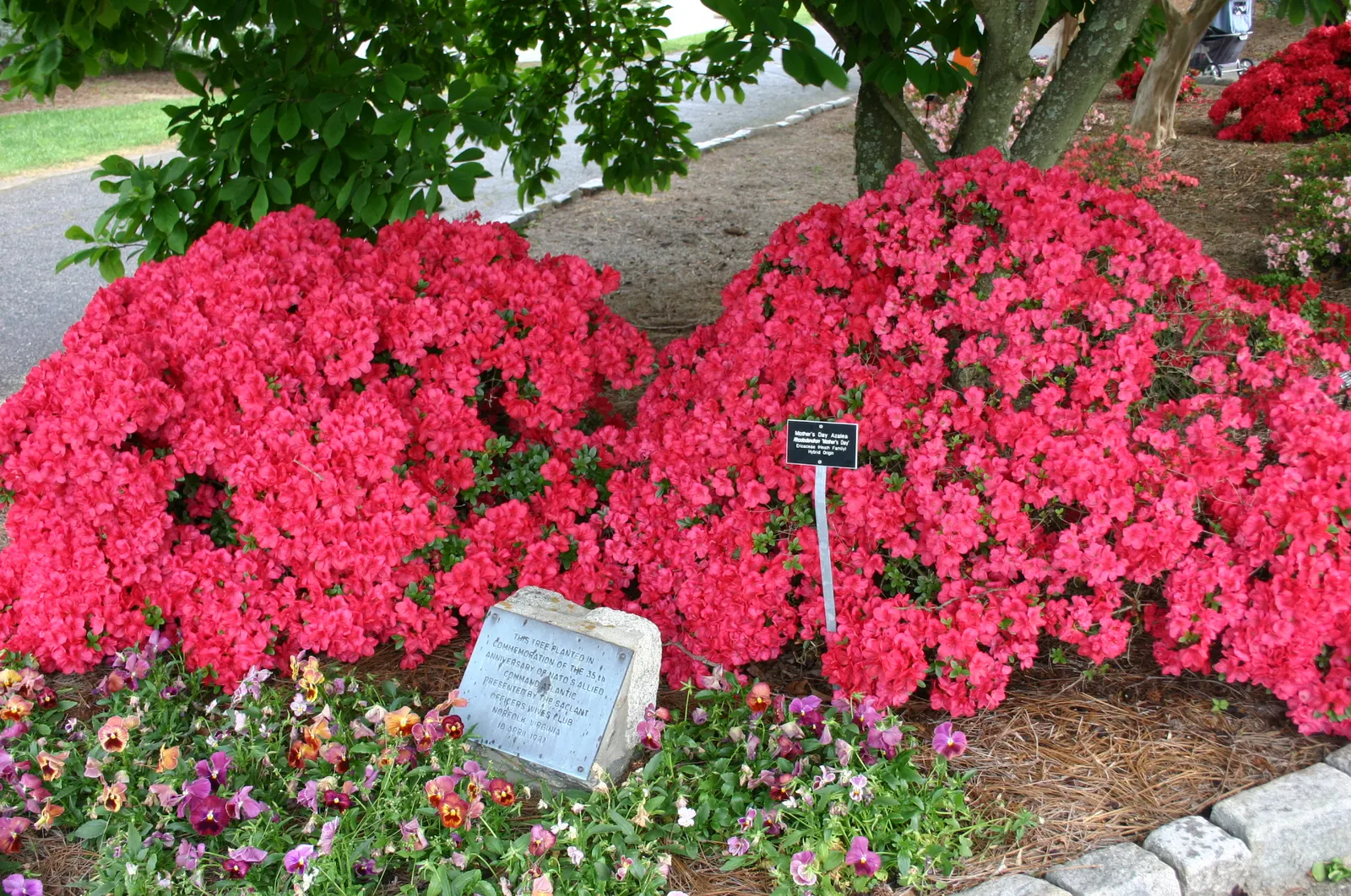 Mother's Day Azalea (Azalea 'Mother's Day') — The Azalea 'Mother's Day' is a vibrant evergreen shrub, perfect for adding a splash of color to any landscape