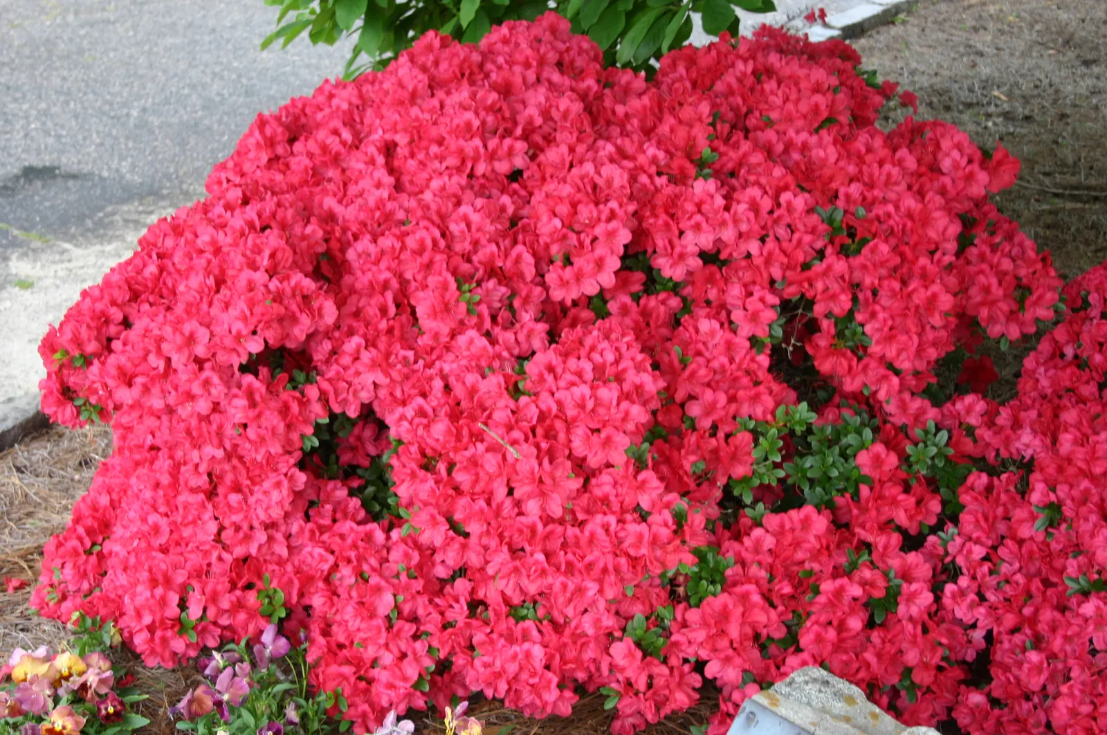 Mother's Day Azalea (Azalea 'Mother's Day') — This compact azalea matures at about 2 to 4 feet in height, with a similar spread