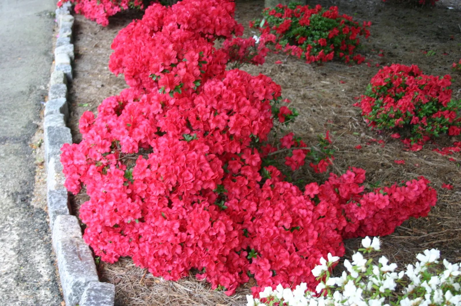 Mother's Day Azalea (Azalea 'Mother's Day') — It boasts lush foliage and profuse, deep red flowers, blooming in spring