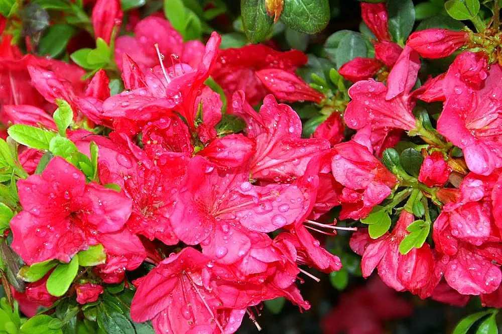 Mother's Day Azalea (Azalea 'Mother's Day') — Ideal for small gardens, it prefers partial shade and well-drained acidic soil