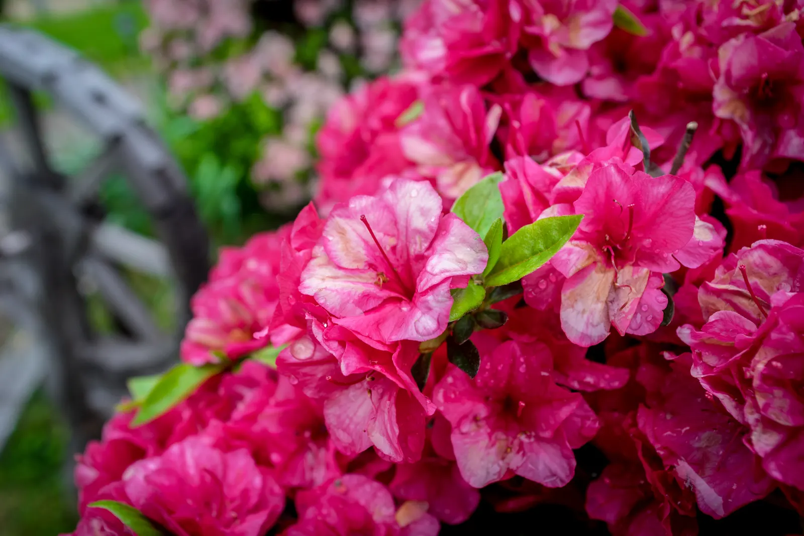 Mother's Day Azalea (Azalea 'Mother's Day') — Hardy in USDA Zones 6-9, it's a low-maintenance choice for year-round interest