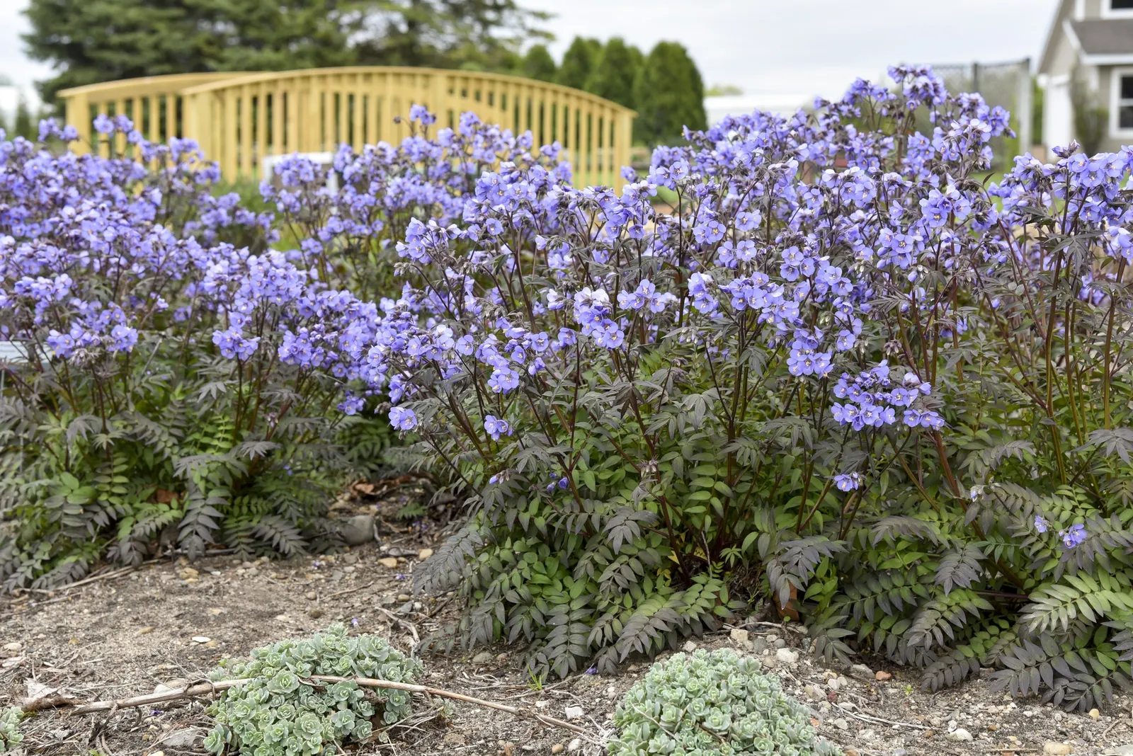 'Heaven Scent' Jacob's Ladder (Polemonium hybrid) — is a refined perennial from the Proven Winners® collection; making it substantial enough to read clearly in