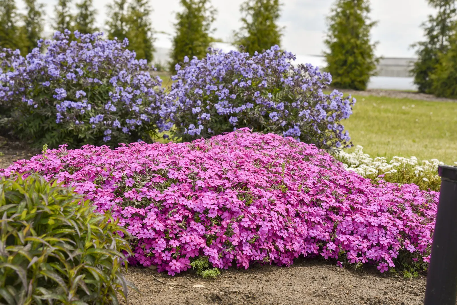 'Heaven Scent' Jacob's Ladder (Polemonium hybrid) — moist environments where its foliage remains fresh and full.<br><br>In design work