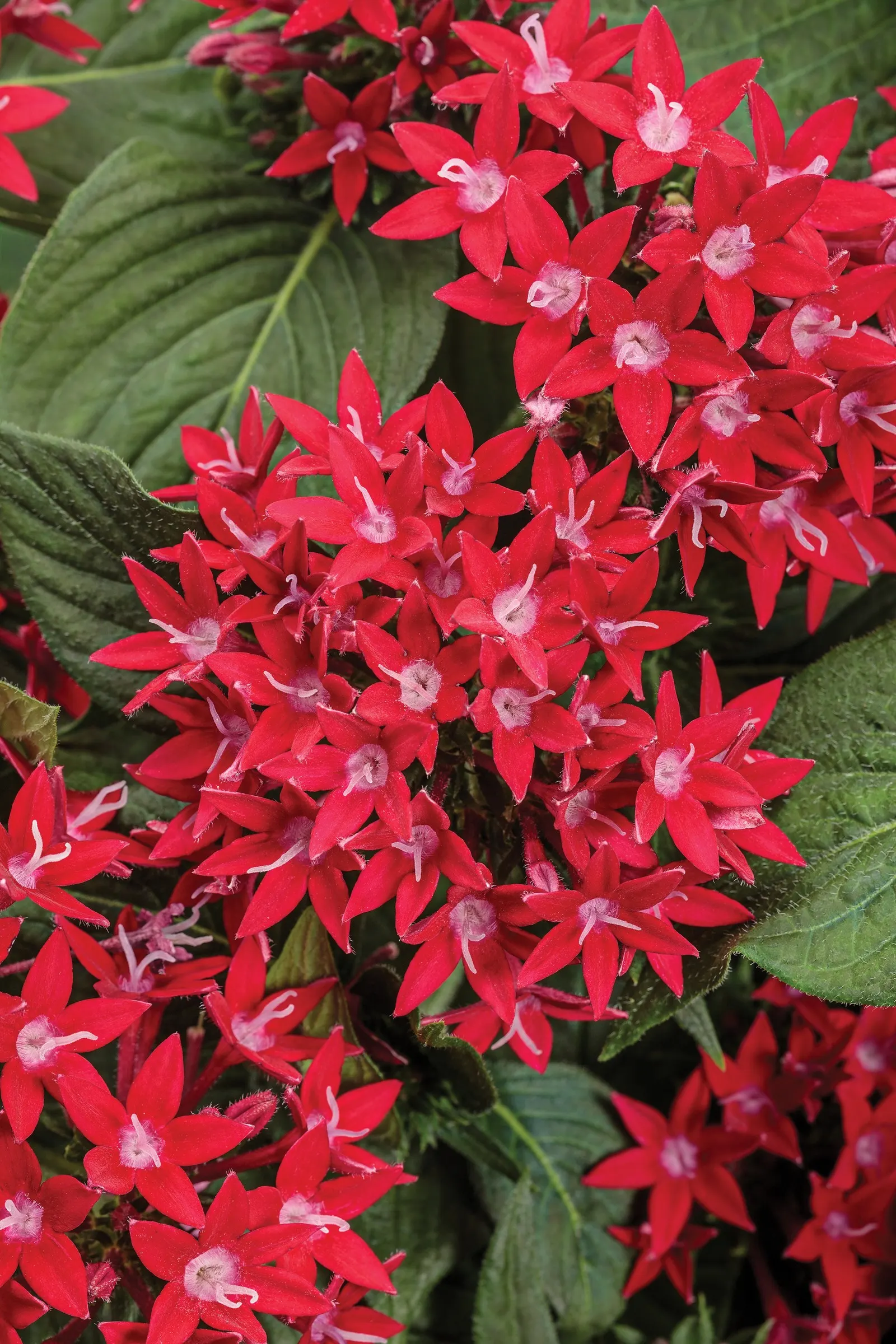 Red II Egyptian star flower (Pentas lanceolata) — Proven Winners - Sunstar® Red II - Egyptian star flower - Pentas lanceolata red cherry red plant details