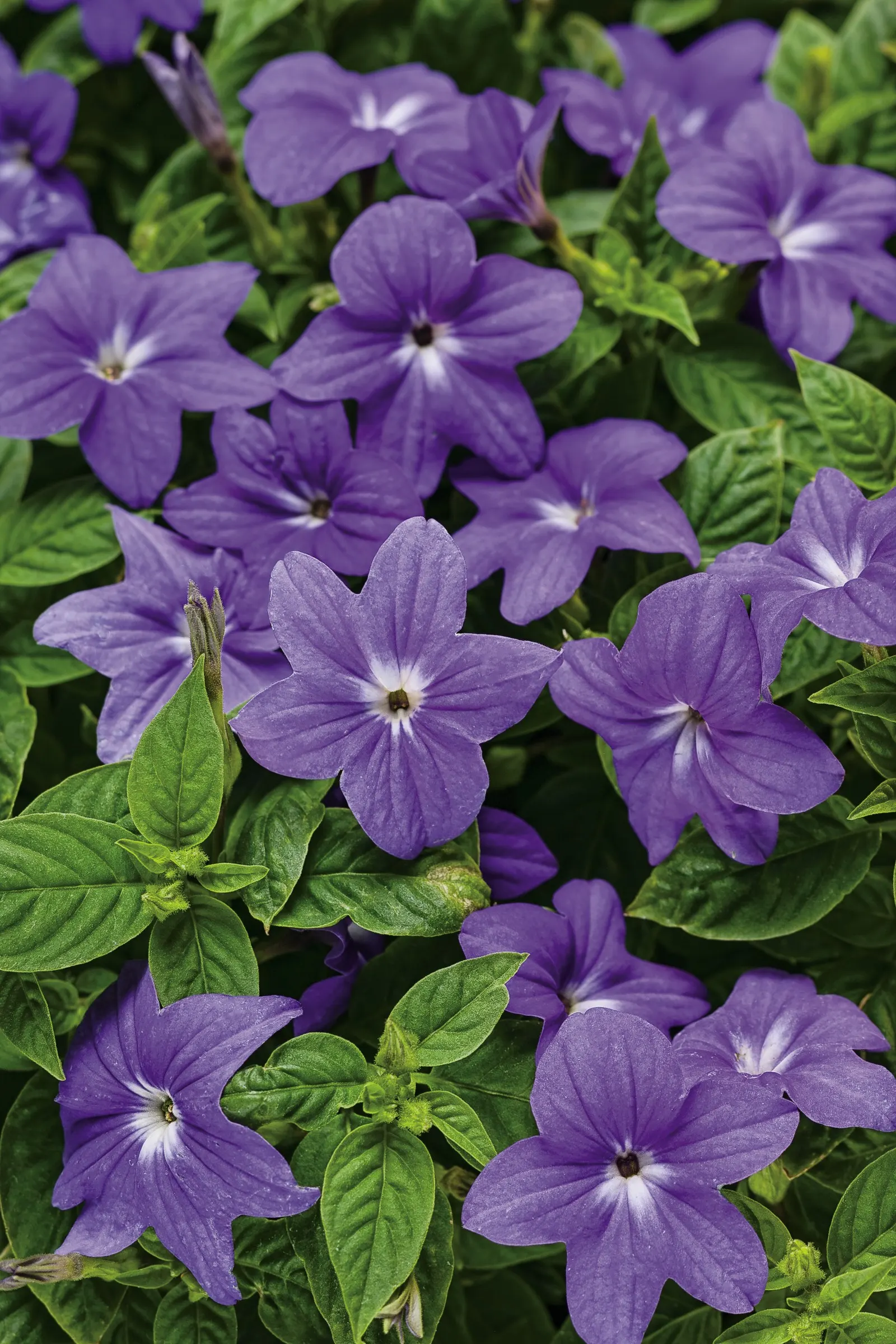 Illumination Bush Violet (Browallia) — Do not over-fertilize this blue flowering annual; deadheading not necessary for Endless Illumination bush, image 19