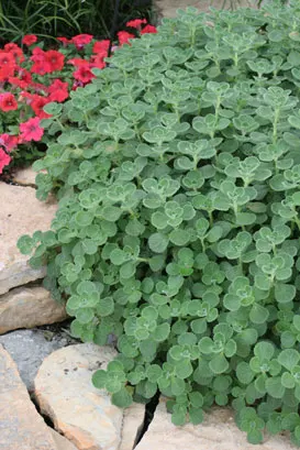 Cerveza 'n Lime® Plectranthus — Soft foliage and pleasant smell with excellent heat and drought tolerance