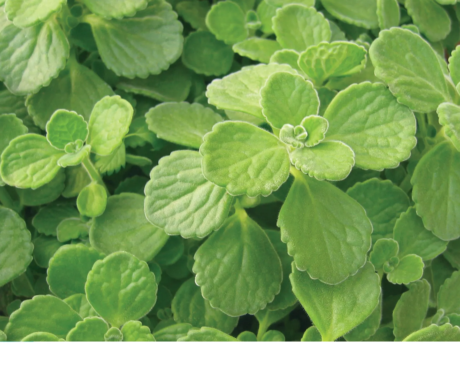 Cerveza 'n Lime® Plectranthus — Please consider this to be an ornamental plant only.; soft foliage and pleasant smell with excellent heat and drought tolerance