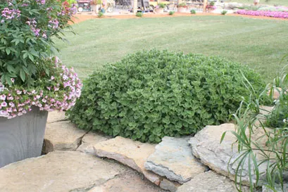 Cerveza 'n Lime® Plectranthus — It is also being grown as an ornamental and as such may be treated with something that should not be consumed