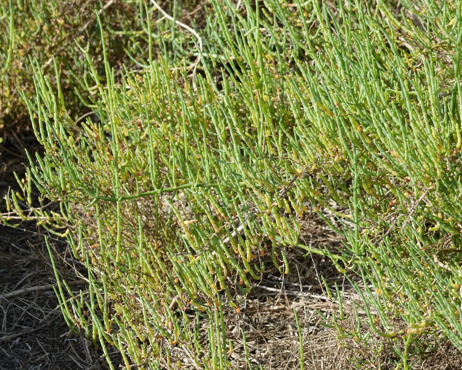 Iodinebush (Allenrolfea Occidentalis) — appearing as small scales on its stems